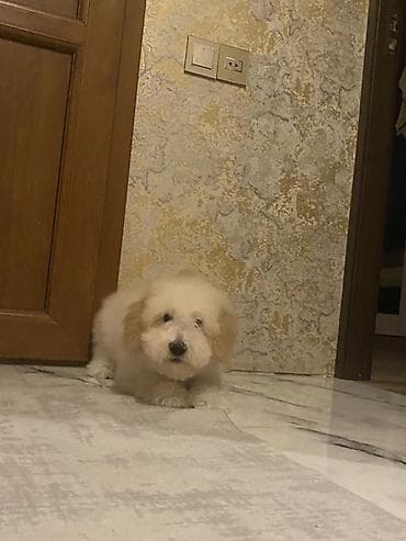 Digər heyvanlar: 3 ay, Dişi, Peyvəndli, Ünvandan götürmə — 2