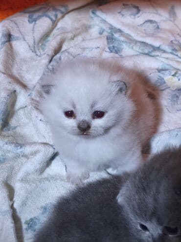 американский вислоухий кот: Шотладская вислоухая, Самец, Самка — 3