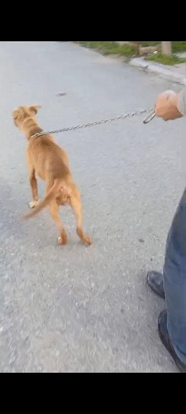 pitbul balasi qiymeti: Pitbul, Peyvəndli — 3