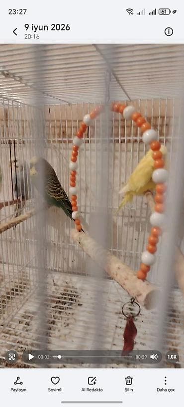 danisan qus: Sarı kanareyka və nimfa quşu 4ayliqdi ele oyren meye uygundu - Növ — 2