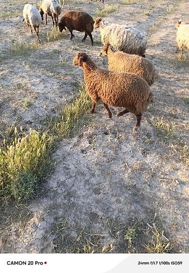 cuce ve xoruz: Erkey ve dişi quzular satilir çeki 46 ve28 araşi her çekide var — 2
