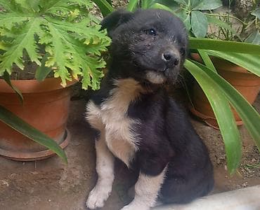 itlerin satisi 2021: Dişi — 2