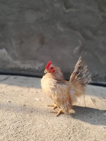 cuce ve xoruz temsili: Serama satılır tək oldugu ücün bu qiymətə qoyulub — 6