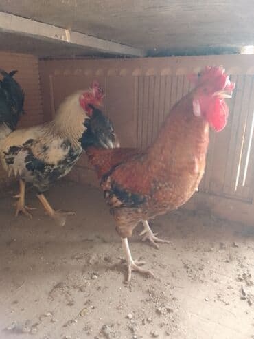 Məhsul: Ev quşları – xoruzlar Təsvir: - Şəkildə bir neçə sağlam, iri