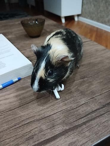 Gəmiricilər: Salam, çox sevdiyimiz iki dəniz donuzumuzu (morskaya svinka) vaxt — 3