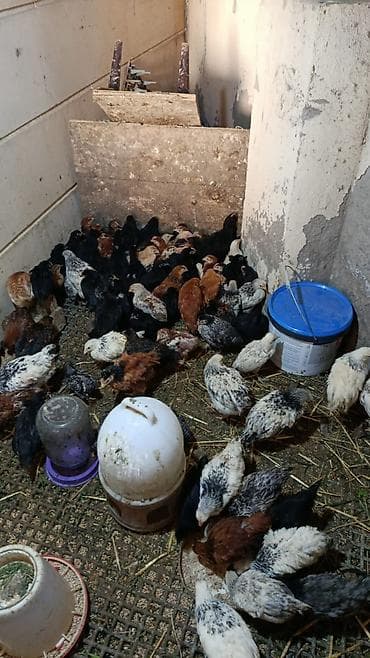 kənd cuceleri: Toyuq cücələri, Ətlik — 5