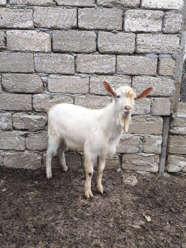 Сельхоз птицы: Təmiz orginal Sani təkəsidi 10 aylığdı Anasıda məndədir Anası 4, 5 — 1