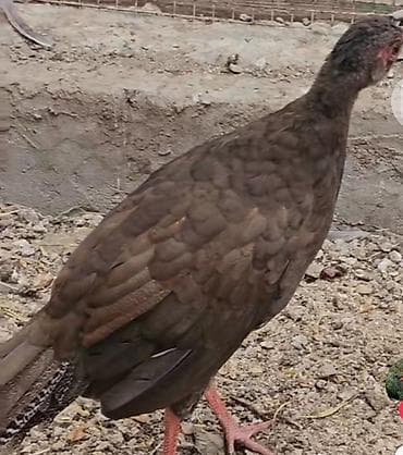 Məhsul: Qırqovul quşları (erkək və dişi) ailə satılır qiyməti birinə — 5