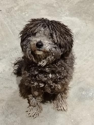 Pudel, 3 ay, Dişi, Peyvəndli, Ünvandan götürmə