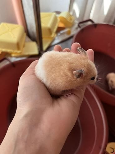 lal ordek balasi: Hamster və qəfəs dəsti Məhsul təsviri: İki ədəs- Kiçik ölçülü suriya — 4
