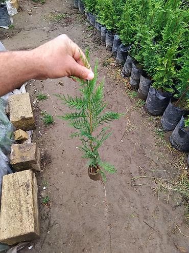 Leylandra şitilləri – həmişəyaşıl, sürətlə böyüyən dekorativ