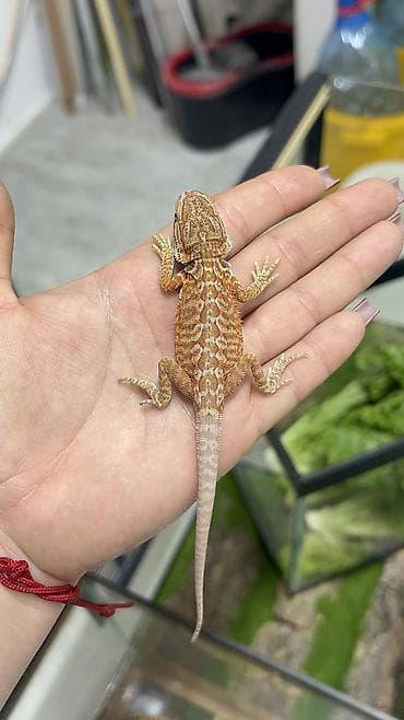 qurd basar: Növ: Bearded Dragon (Pogona vitticeps) aqama balaları qiymetler — 5