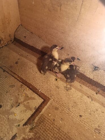 ucuz pişikler: Məhsul: Türki balaları (hinduşka balaları) Təsvir: - Şəkillərdə yeni — 2