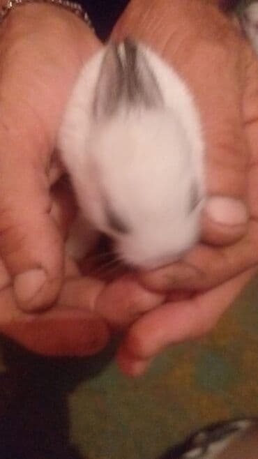 купить домик для кота: Çox şirin və canlı bir heyvandır. Bu balaca heyvanlar evdə — 3