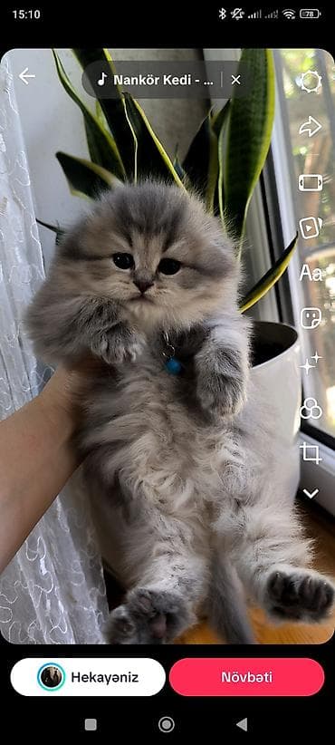 cutlesdirmek ucun pisik: Britan, Yaxşı əllərə — 9