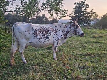 inək sagan: Dişi, il: 2, Südlük — 4