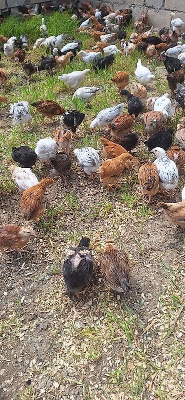 qaz cuceleri: Toyuq cücələri, Ətlik — 7