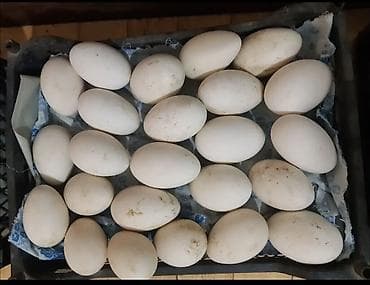 kənd yumurta: Lal Ördək yumurtası zumrut - Təbii kənd təsərrüfatı məhsulu: ördək — 1