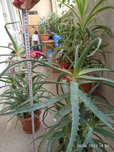 kokelmek ucun bitki caylari: Aloe vera dərman bitkiləri,6 illikdir, dərman vasitəsi kimi istifadə — 4
