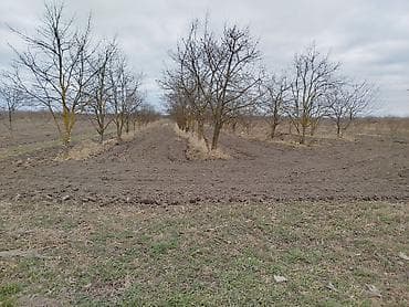 kiraye ile satilan evler: 100 sot, Kənd təsərrüfatı, Mülkiyyətçi, Kupça (Çıxarış) — 7