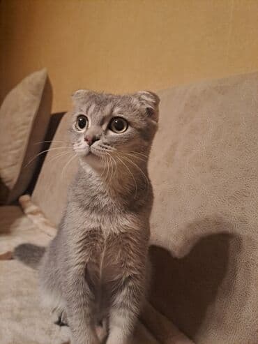 Şotland yastı qulaq, Yaxşı əllərə