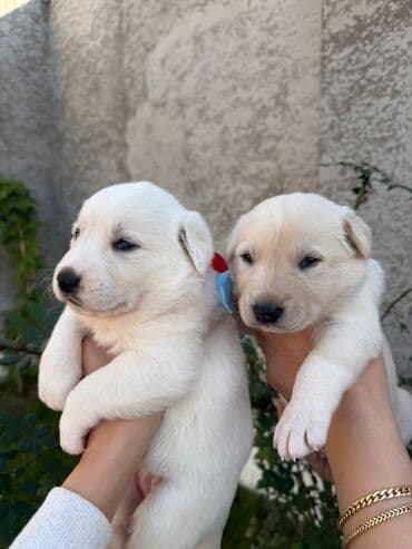 avcarka balası: Alman çoban iti, 1 ay, Erkek, Ünvandan götürmə — 1