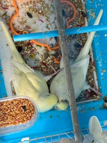 danışan quş: Növ: Dalmatian/limon rəng çalarlarında sarı-boz tonlu iki dalğalı — 1