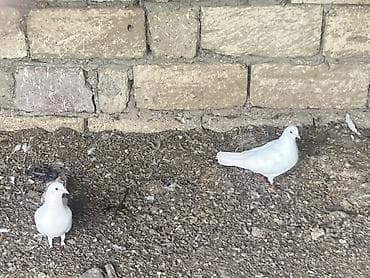 Ağ və qarışıq rəngli ev göyərçinləri – dam və həyət üçün - Növ: ev