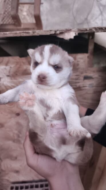 xaski iti satisi: Xaski, Peyvəndli — 6