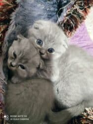 Информатика: Шотландская, Самец, Самка, Самовывоз at lalafo.az — 8 Информатика: Шотландская, Самец, Самка, Самовывоз — 8