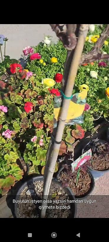 Rəngarəng bəzək gülləri və dekorativ bitkilər – saksıda - Çeşidlər