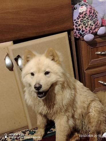 Quşlar: Çau-Çau, 1 il, Dişi, Peyvəndli, Pulsuz çatdırılma — 3