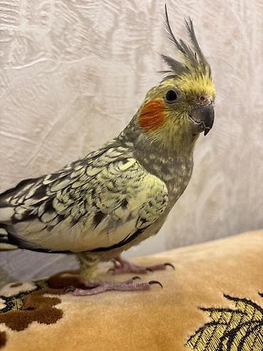 попугай корелла: Nimfa (Cockatiel) tutuquşu – gözəl ləkəli (perlə) rəng forması, başda — 1