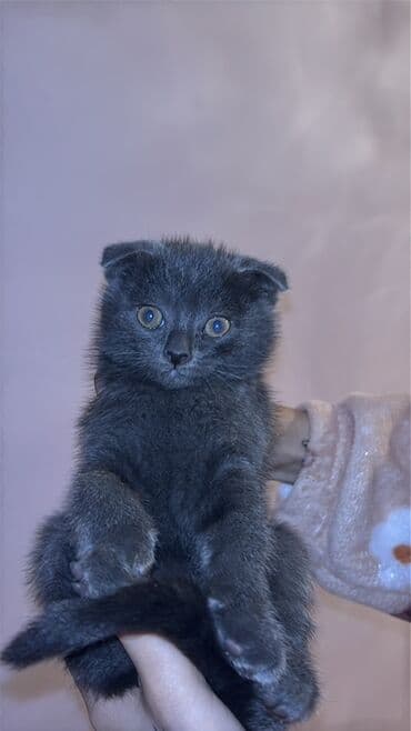 шотландский вислоухий котенок баку: Шотладская вислоухая — 2