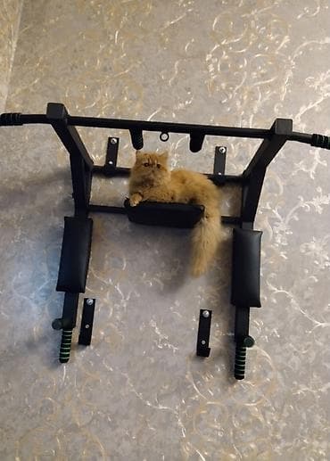 pers pisiyi: Fars — 5