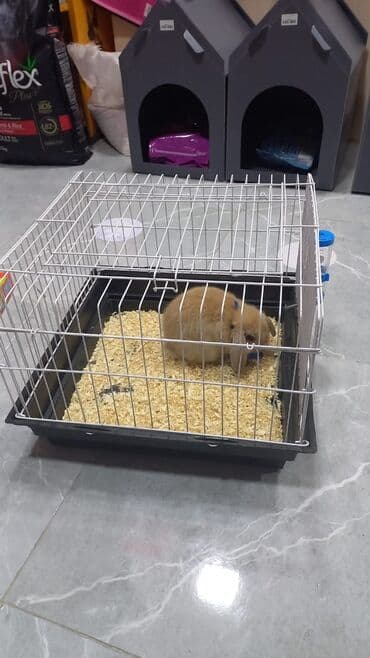 Akvariumlar: Dovşan üçün qəfəs — 2