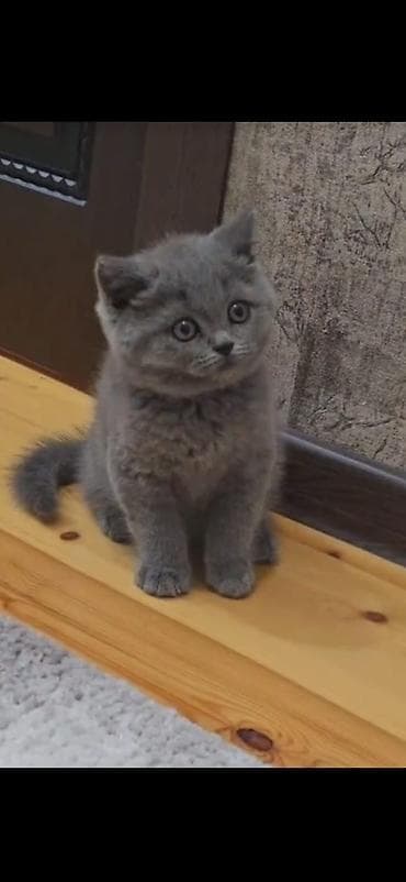 heyvanlar pişik: Şinşilla, Erkək, Dişi — 8