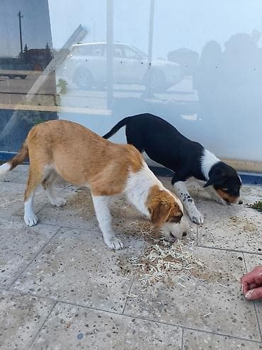 husky balası: Pulsuz çatdırılma, Rayonlara çatdırılma — 2