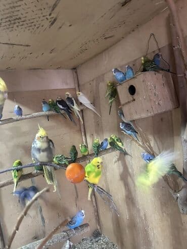 вольер для волнистых попугаев: Volnistiy tutuquşular — 5