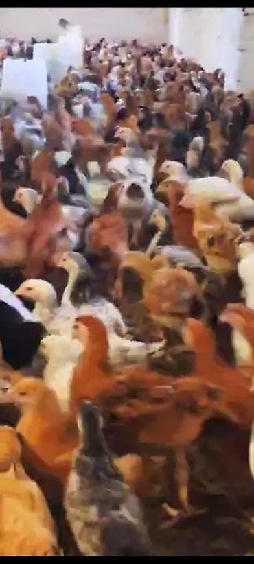 it bazari 2018: 2 ayliq fere ve xoruzdar — 1