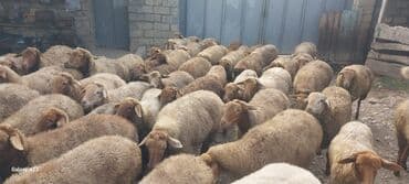 qoyun qiyməti 2024: Qoyun sürüsü - Qoyun surusu satilir hem ətlik hemde damazliq tek tek — 4
