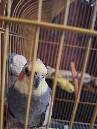 Quşlar: Tam saglam quşdu 4 yaşı var böyuk ehtimalla erkekdi isdeyen olsa — 6