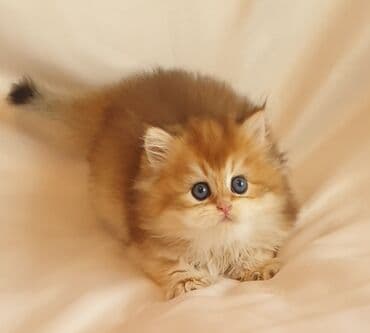 Britan, Dişi, Yaxşı əllərə, Ünvandan götürmə, Ödənişli çatdırılma