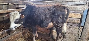 en iri it cinsi: 7 aylıq erkəy dana .Yemdədi — 1