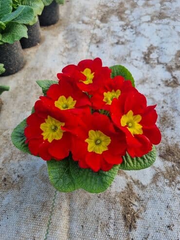 qızıl gül buketi: Gullerin satişi — 28