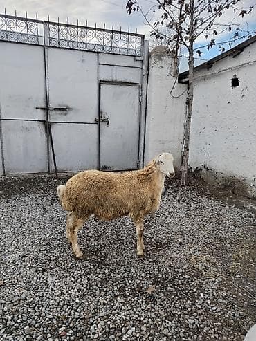 Təmiz qan tatalı cinsi toxumluq erkək