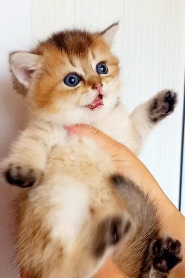 van pişik: Britan, Dişi, Yaxşı əllərə, Ünvandan götürmə — 6