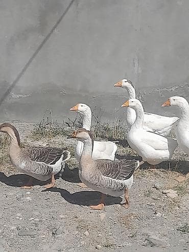 qurdbasar satilir: Erkək, | Linda, Damazlıq, Ödənişli çatdırılma — 5