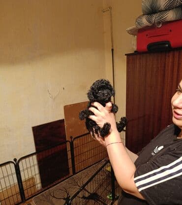 сколько стоит миниатюрный пудель: Пудель — 4