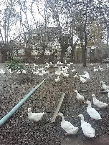 heyvanlara verilen adlar: Ağ ördəklər – təsərrüfat üçün - Cins: ağ (Pekin tipli görünüş) - — 1